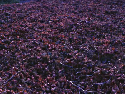 Drying hazelnuts